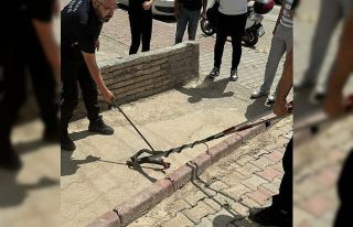 Asansöre girmeye çalışan yılan yakalandı