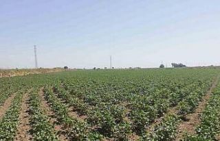 Aydın’ın ‘beyaz altın’ı gözetim altında