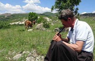 Bin 400 metre rakımdaki sürülerini "flüt"...