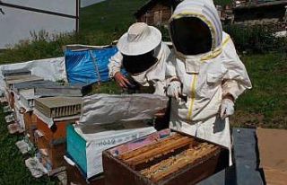 Bir balın Anzer Balı olup olmadığı artık yayladaki...