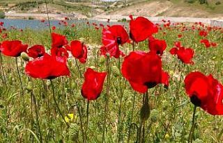 Bozok yaylasında açan gelincikler görsel şölen...