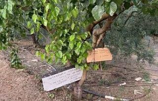 Bu ağaçtan dut yemek helal