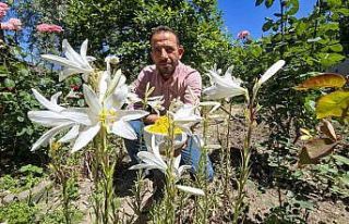 Bu çiçeğin kolonyası baş ağrısını gideriyor,...