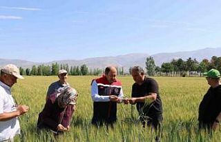 Buğday tarlalarında kontroller sürüyor