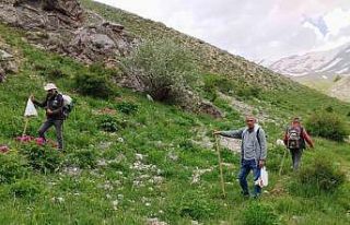 Dağlarda 20 kilometre yol kat edip mantar topluyorlar