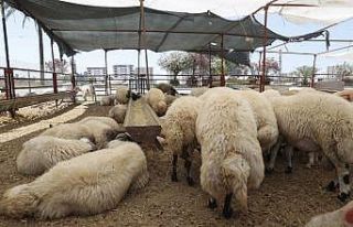 Demir eksikliği olanlara Kurban Bayramı öncesi...