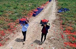 Domateste 100 bin ton rekolte bekleniyor