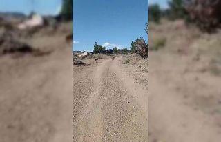 Elazığ’da nesli tehlike altına olan dağ keçileri...