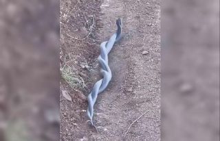 Elazığ’da yılanların çiftleşme dansı kameraya...