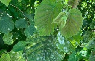 Fındıkta külleme tehlikesi sürüyor