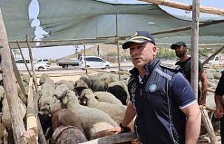 Gaziantep’te Kurban Bayramı öncesi sıkı denetimler...