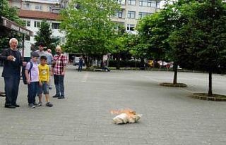 Gazze’deki soykırıma Artvinli akademisyenden dramatik...