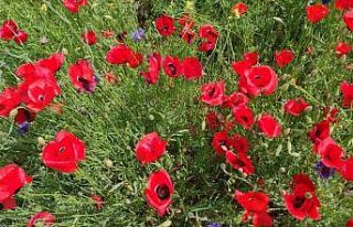 Gelincik tarlası görsel şölen sunuyor