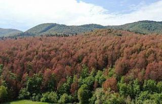 Haziran ayında sonbahar manzarası: Ormanlar kahverengiye...