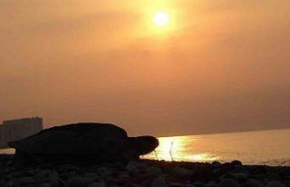 Her yıl binlerce yavru çıkıyor: Deniz kaplumbağaları...