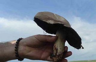 Kars’ta yağışların ardından mantar bereketi