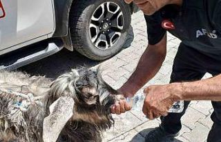 Kayalıklarda mahsur kalan kurbanlık keçiyi AFAD...
