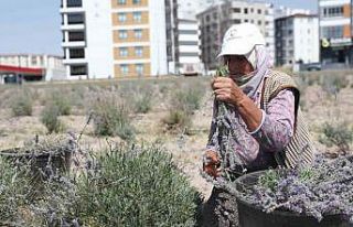 Kayseri’nin parfüm kokan mahallesi: Erkilet