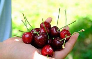 Kiraz ve vişneyi sinekten koruyun!