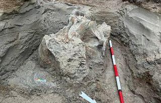 Kırgızistan’daki bir taş ocağında mamut kemikleri...