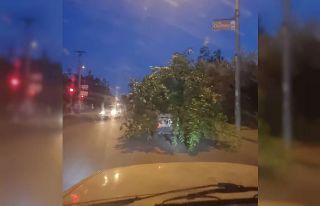 Kozan’da ’ağaç otomobil’i görenler hayrete...
