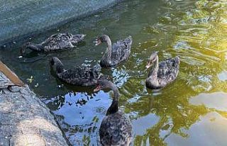 Kuğulu Park’taki yavru kuğular büyüdü