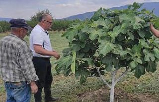 Kuyucak’ta incir bahçelerinde hastalık ve zararlı...