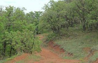 Lezzetli bal için orman kurdular