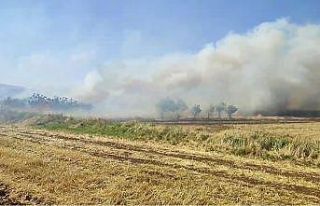 Mardin’de anız yangını: Söndürme çalışmaları...