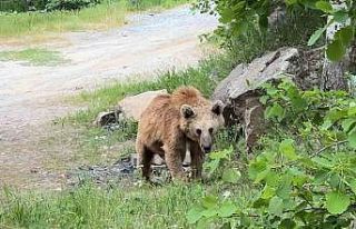 Maskot ayılar ziyaretçilerin korkulu rüyası oldu
