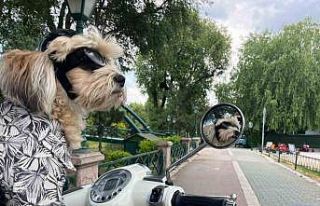 Motosiklet tutkunu ’Papi’ herkesin ilgi odağı...