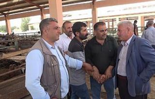 Muş’ta canlı hayvan pazarında kurban hareketliliği...