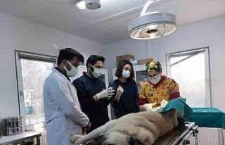 Osmangazi’den hem toplumu hem de hayvanları koruyan...