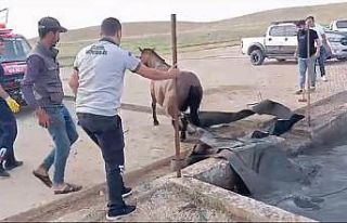Sahipsiz at, atık petrol kuyusuna düştü