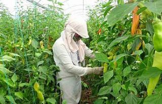 Serada çalışan işçiler sıcakta bunalıyor