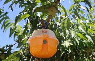 Sıcaklarla birlikte çoğalan tehlike Akdeniz Meyve...