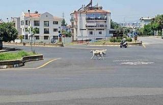 Sokak köpeklerinin saldırdığı yaşlı adam hayata...