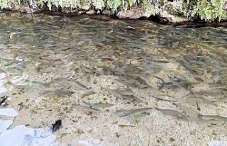 Türkiye’nin 23. doğa harikası Güney Şelalesi...