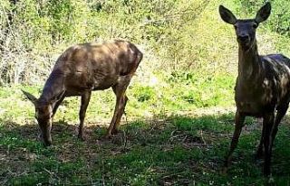 Uludağ’ın yaban hayvanları fotokapana yakalandı