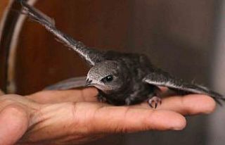 Uyuyarak uçmasıyla bilinen ebabil kuşu, göç yolunda...