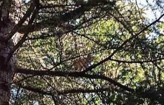 Vatandaş operasyonda başarısız olunca devreye...