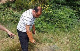 Yalova’da yerleşim merkezlerine inen tilkiler doğaya...