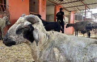Yangından etkilenen hayvanlar Adana’da göl manzaralı...