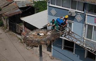 Yaren leyleğin yavrusu tedavisinin ardından ailesine...