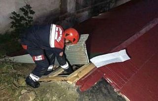 Yavru kedi 4 metre yükseklikten düştü, anne kedi...