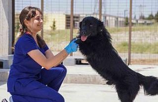 Yılın ilk 6 ayında İzmir’deki barınaklardan...