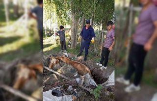 Ağrı’da itfaiye, yangın merdiveniyle ineği kurtardı