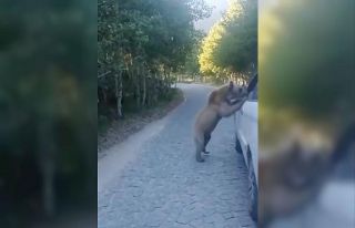 Araç sürücüsü, ayı saldırısından kıl payı...