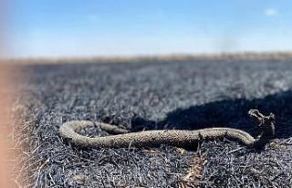 Arazi yangınları bir çok hayvanında ölümüne...