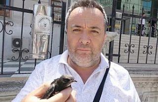 Ayağına ip takılmış ebabil kuşu Doğa ve Milli...